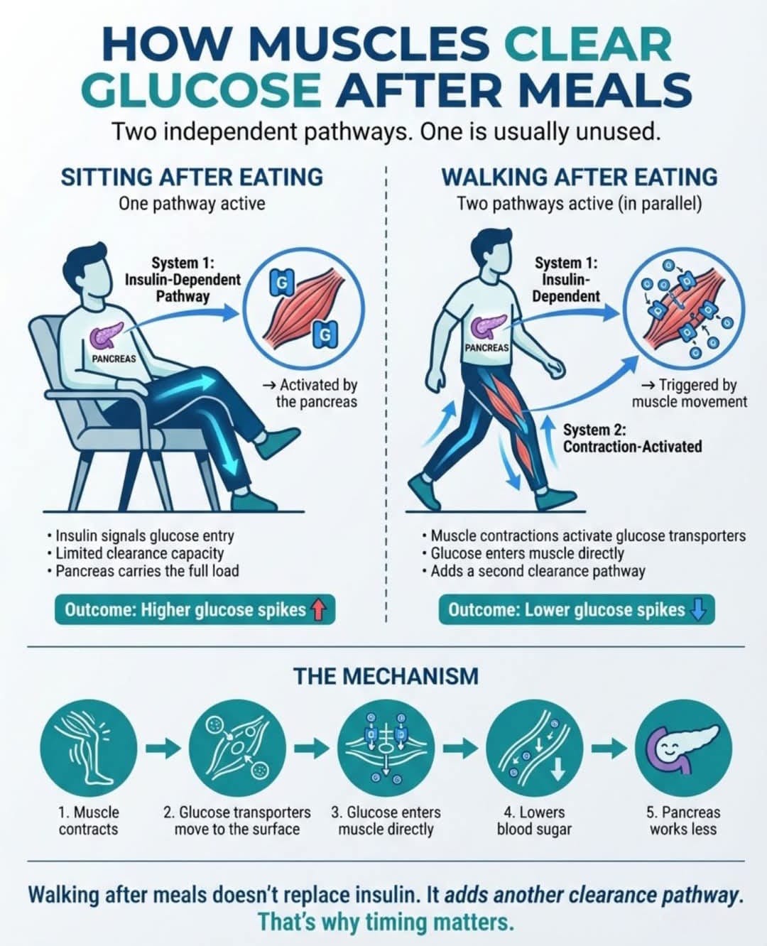 How Muscle Clear Glucose